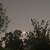 Rivkah_78518