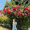 Shaireen_64516