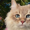 amira_30728