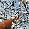 adelina_35173