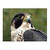 le_pigeon