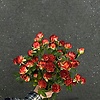 dilya_0007