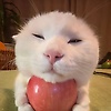 Jiangjyu_uu