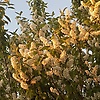 assol_77665