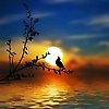 ammar_51480