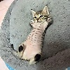 chaerul_96740