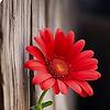rosa_52603