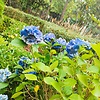 emily_431916