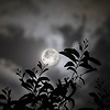 moonlight_shines