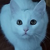 user_337233