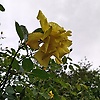 queen_88843