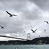 ysra_92169