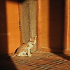 cahya_26092