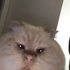 romo_59192
