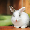 rabbit_14037