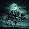 ahmed_37750