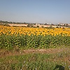 sunflowerg_50183