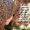 bado_93552