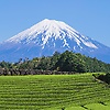 anand_53469