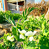 potato_85661