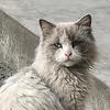 user_11486
