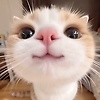 ucok_26314