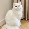 noorelhody_82320