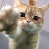 alisonnn_46382