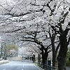 minji_44341