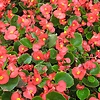 begonias2