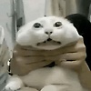bart_11336