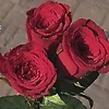 kripuuu_55855