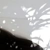 annie_86845