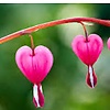 zehra_14240