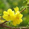 hoa_nguyen2015
