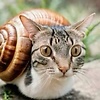 adskiydrochila