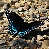 ali_48565