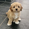 millie-M