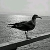 raied_60496