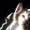 mobashir_57298