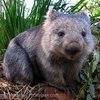 ewombat