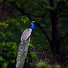 pratham_19740