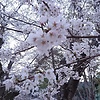 Sakura-Japan