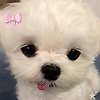 dodi_10748