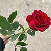 habine_48914