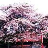 azaliaarin_26037