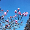 milena_10684