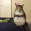 cutesysquirrel