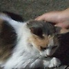 nana_74020