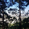 sem_98286